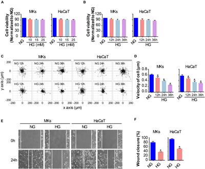 High Glucose Suppresses Keratinocyte Migration Through the Inhibition of p38 MAPK/Autophagy Pathway